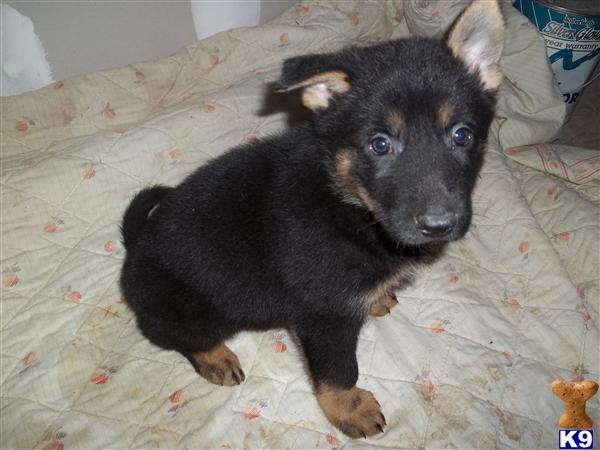 german shepherd puppy posted by bobfox