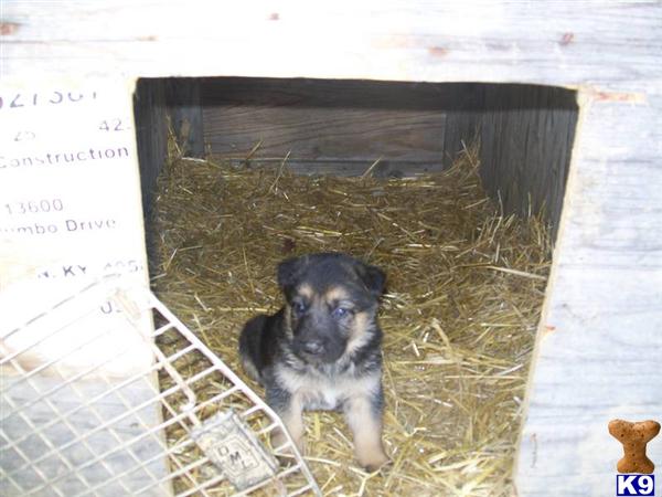 German Shepherd dog