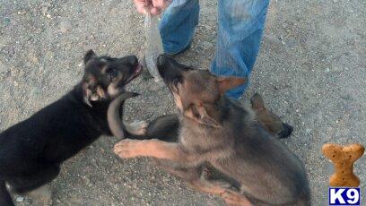 german shepherd puppy posted by bobfox