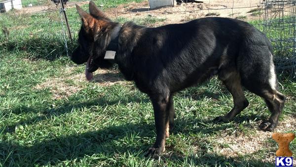 German Shepherd stud dog