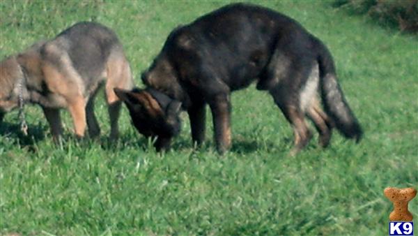 German Shepherd stud dog