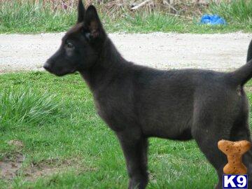 German Shepherd dog