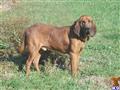 Bloodhound