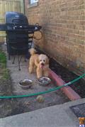 Poodle
