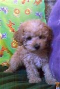 Poodle