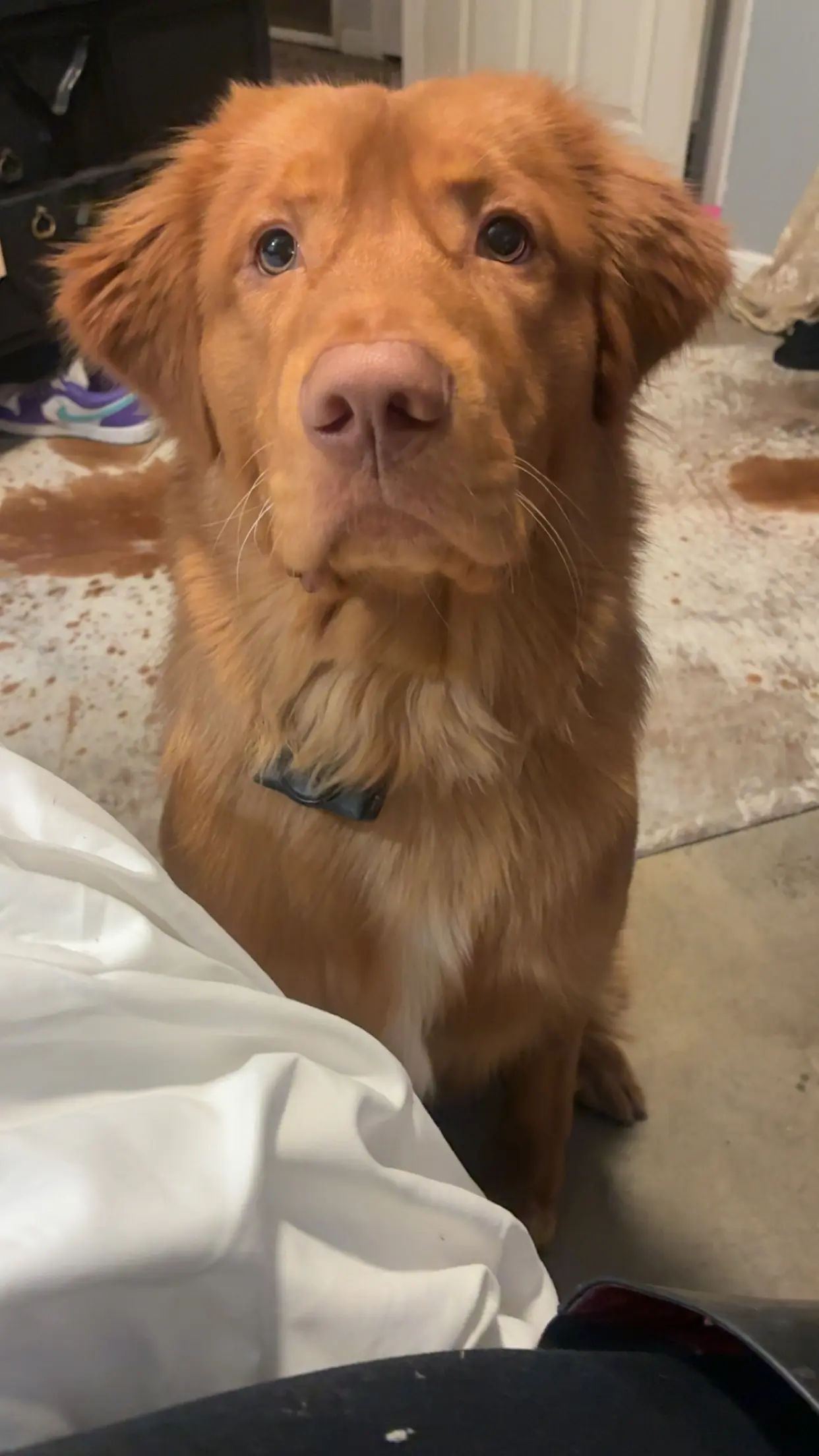 Mixed Breed stud dog: Fluffy orange dog sitting on a carpeted floor