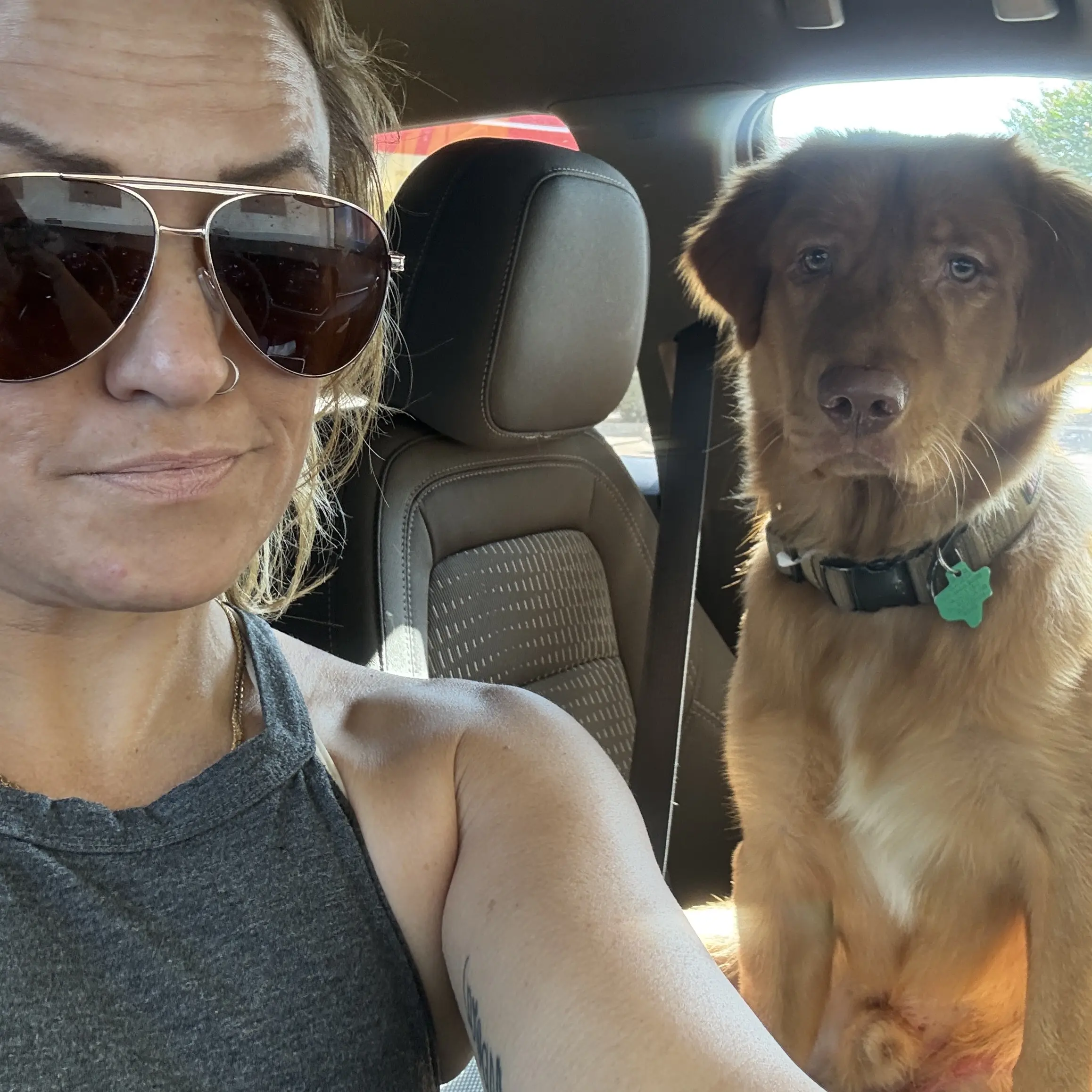 Mixed Breed stud dog: Brown mixed breed dog sitting in a car beside a person