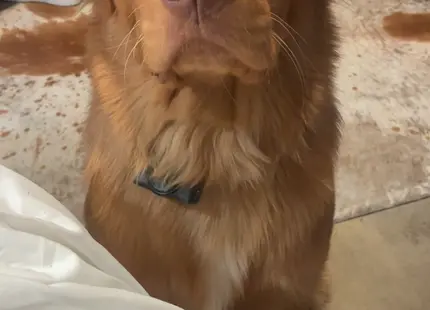 Mixed Breed stud dog: Fluffy orange dog sitting on a carpeted floor