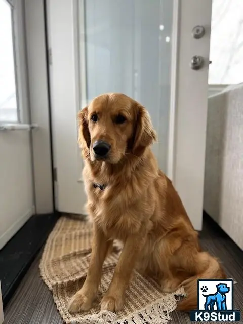 Golden Retriever stud dog