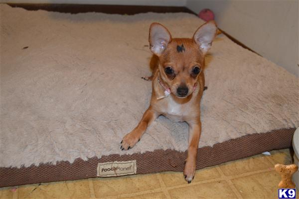 chihuahua puppy posted by bofox75