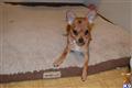 chihuahua puppy posted by bofox75