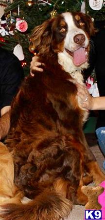 a couple bernese mountain dog dogs sitting next to a christmas tree