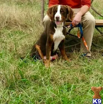 Bernese Mountain Dog stud dog