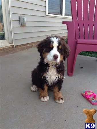 Bernese Mountain Dog stud dog