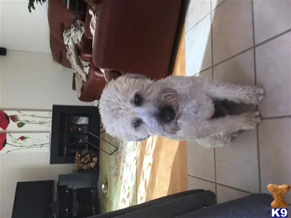 Soft Coated Wheaten Terrier