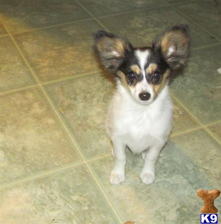 papillon puppy posted by boldfield
