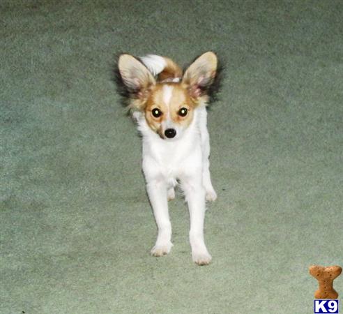 papillon puppy posted by boldfield