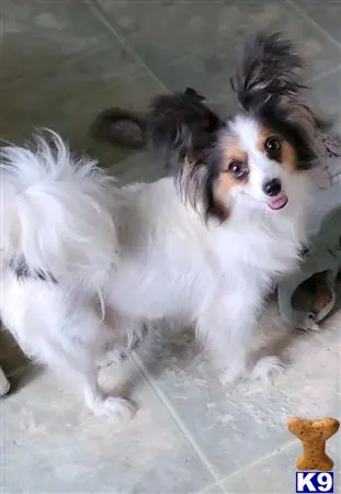 Papillon puppy for sale