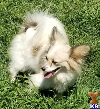 Papillon puppy for sale