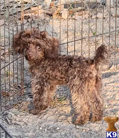 Poodle puppy for sale