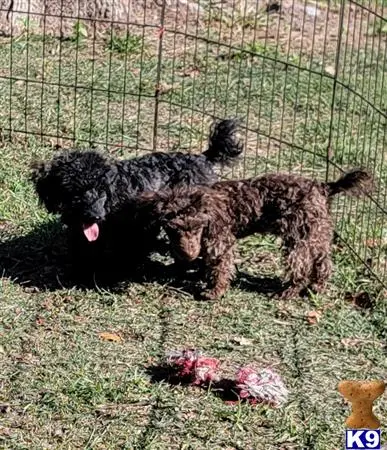 Poodle puppy for sale