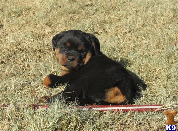 rottweiler puppies for sale in tx rottweiler puppies for sale in rottweiler puppies for sale in tx rottweiler puppies for sale in