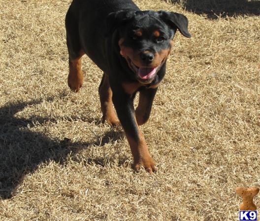 rottweiler puppy posted by boldfield