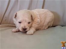 mixed breed puppy posted by boldfield