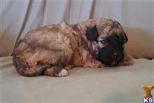 mixed breed puppy posted by boldfield