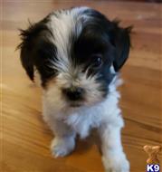mixed breed puppy posted by boldfield