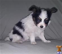 papillon puppy posted by boldfield