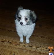 papillon puppy posted by boldfield