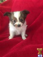 papillon puppy posted by boldfield