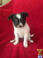 papillon puppy posted by boldfield