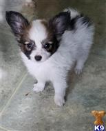 papillon puppy posted by boldfield