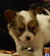 papillon puppy posted by boldfield