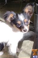 papillon puppy posted by boldfield