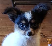 papillon puppy posted by boldfield