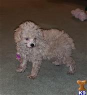 poodle puppy posted by boldfield