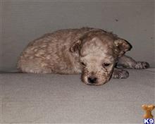 poodle puppy posted by boldfield
