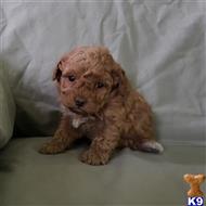 poodle puppy posted by boldfield