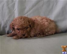 poodle puppy posted by boldfield