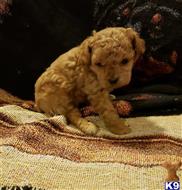 poodle puppy posted by boldfield