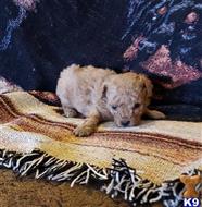 poodle puppy posted by boldfield