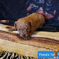 poodle puppy posted by boldfield
