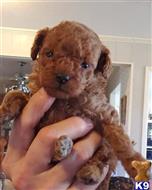 poodle puppy posted by boldfield