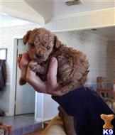 poodle puppy posted by boldfield