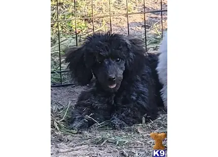 Luke available Poodle puppy located in Grand Saline