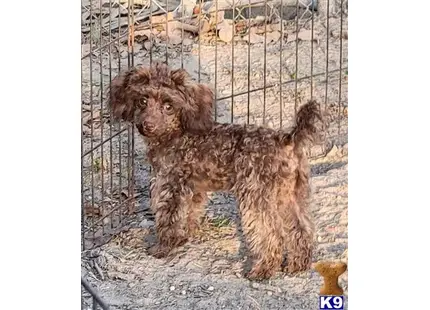 Louie available Poodle puppy located in Grand Saline
