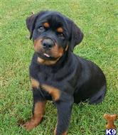 rottweiler puppy posted by boldfield